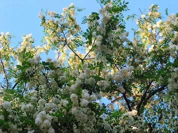 【鸠山镇首届槐花节】心"槐"张家庄,念念不能忘:4月29