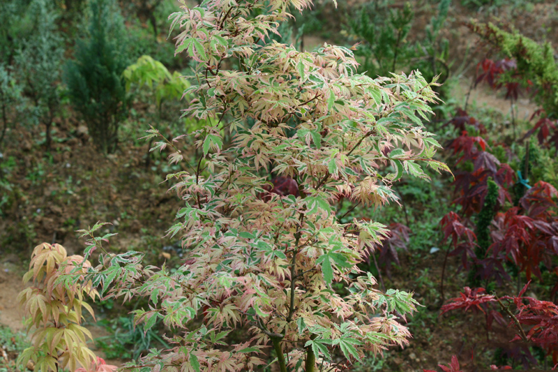 蝴蝶枫-红枫中的璀璨明珠