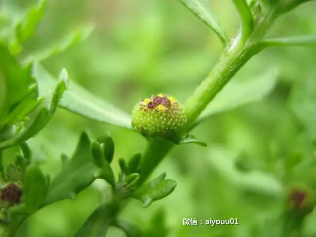 一味草药治好30年的鼻炎鼻科老中医陈力健推荐