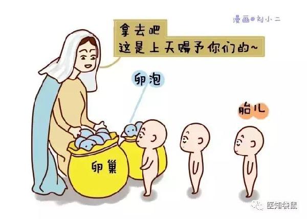 女人一生能排多少卵子?过了30岁卵子已损失9