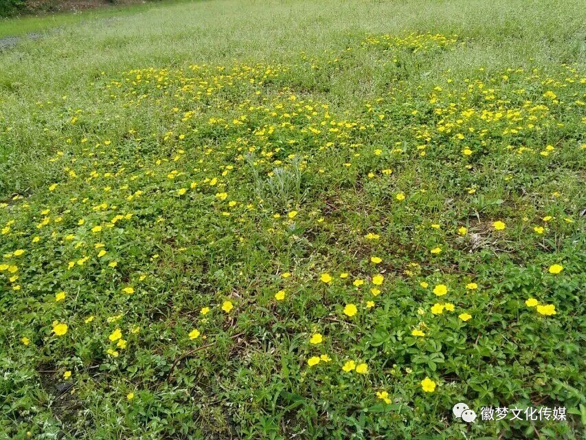 【散文精选】金智华 草地花坪蜜蜂