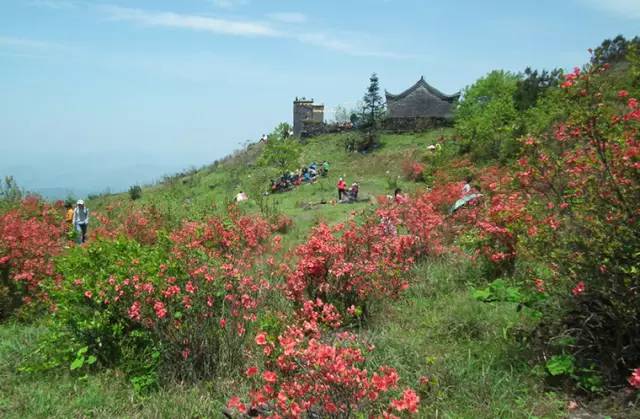 桂林这几处杜鹃花海正悄然上线…漫山遍野都是