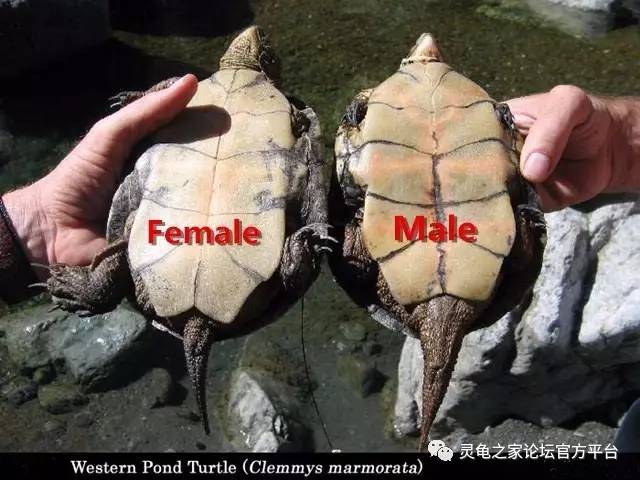 龟怎么看公母