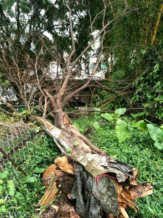 雨是好雨,就是风不太正经!罗定某中学大树被吹断!