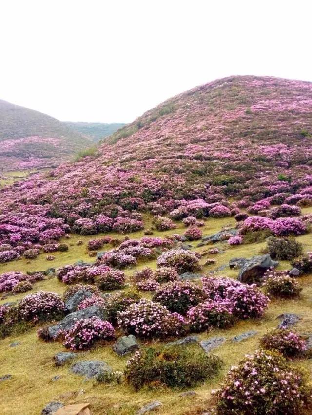 【杜鹃花海】禄劝马鹿塘风貌岭 你不曾知晓的秘境