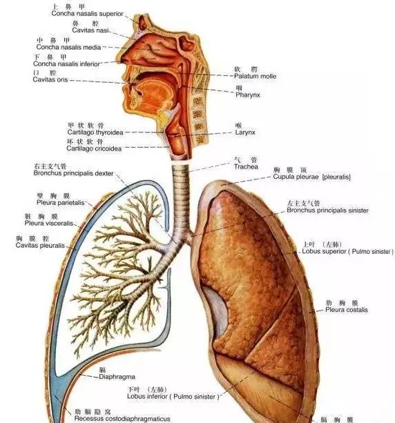 第三:呼吸系统