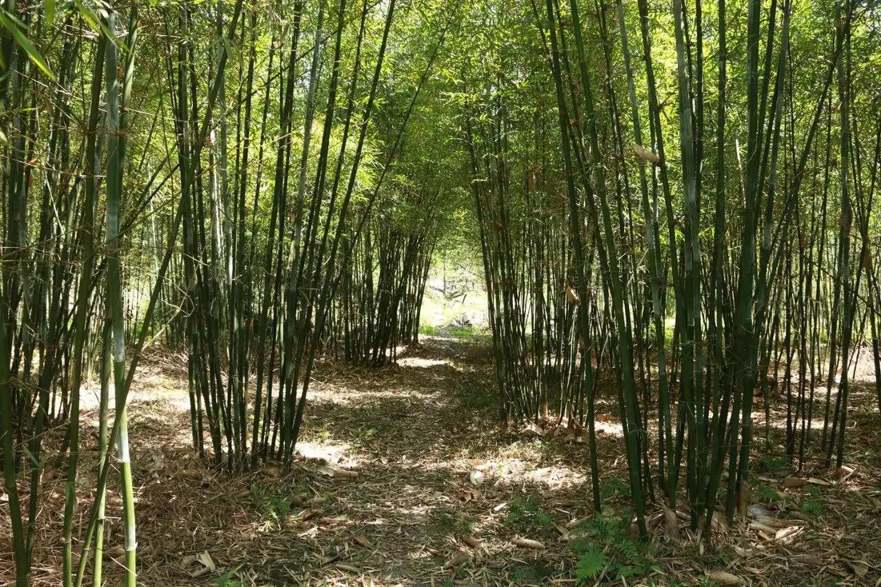 穿过小竹林就能看到一片小树林,据当地上了年纪的老人说,王姑坟的位置