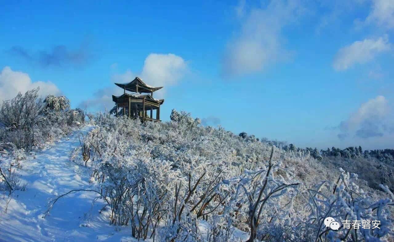 【青听|我们的声音】磐安高姥山万亩杜鹃花开等你来