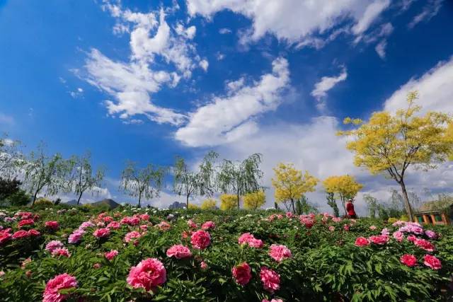 2017年4月22日,23日,河北易县狼牙山牡丹节即将拉开帷幕.