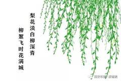 柳絮什么飞成语_成语故事简笔画(2)