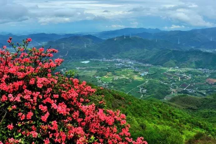 5月1日 周一踏春徒步,杜鹃花,竹林,青山