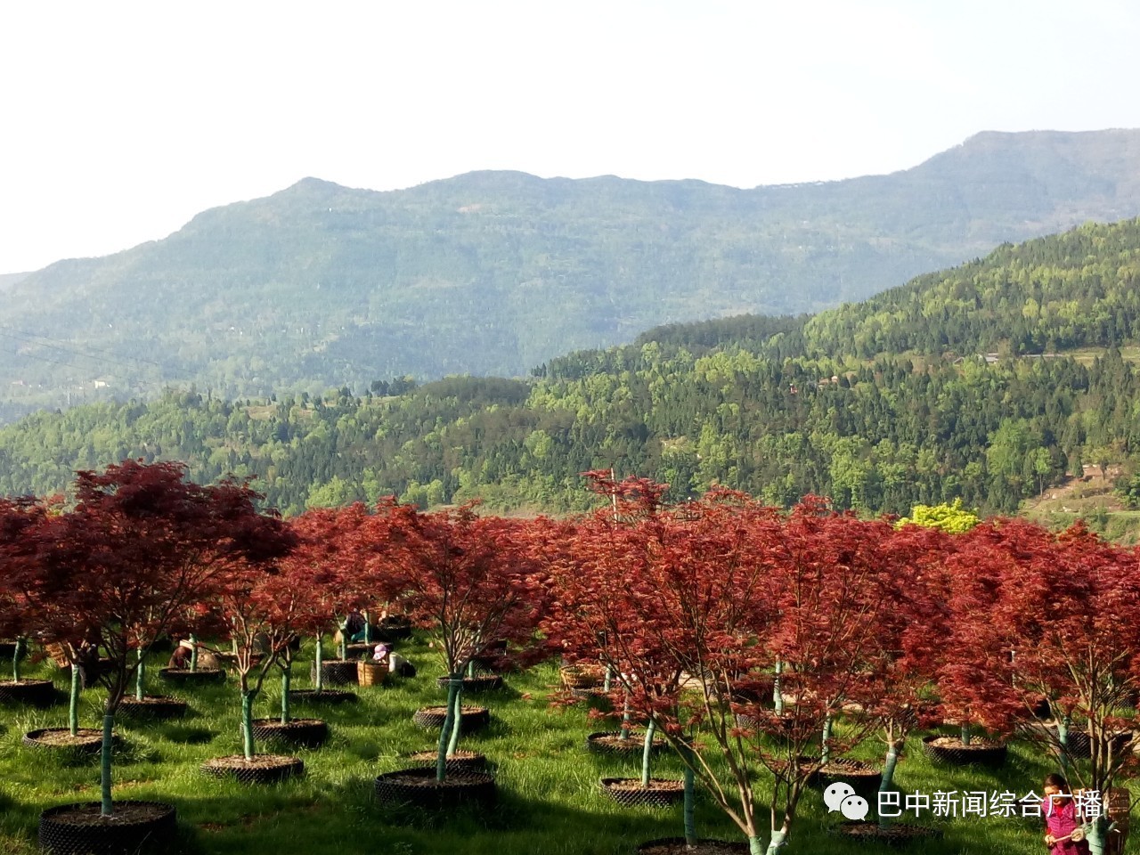 长滩村已经成为四川省乡村旅游示范村,巴中市统筹城乡中心村,南江县产