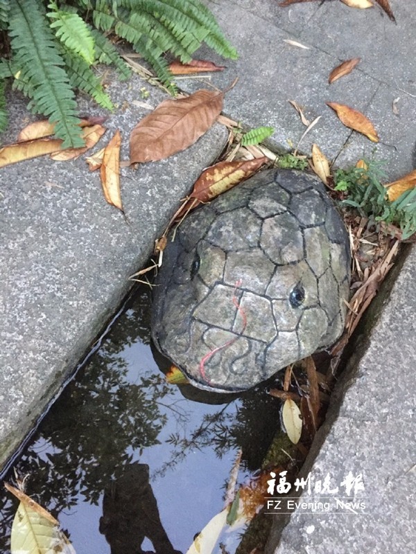 逼真!"点石成画"美呆路人 福建农林大学艺术园林学生这是要火啊!