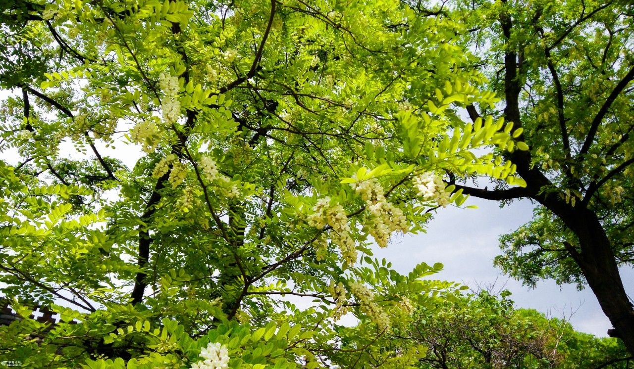 遇见梯城四月槐花香云阳赏槐花哪里最好