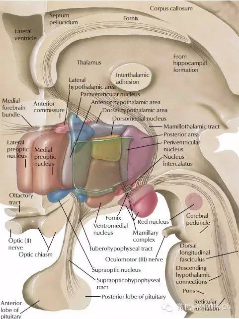 下丘脑中含有控制全身荷尔蒙的腺体.