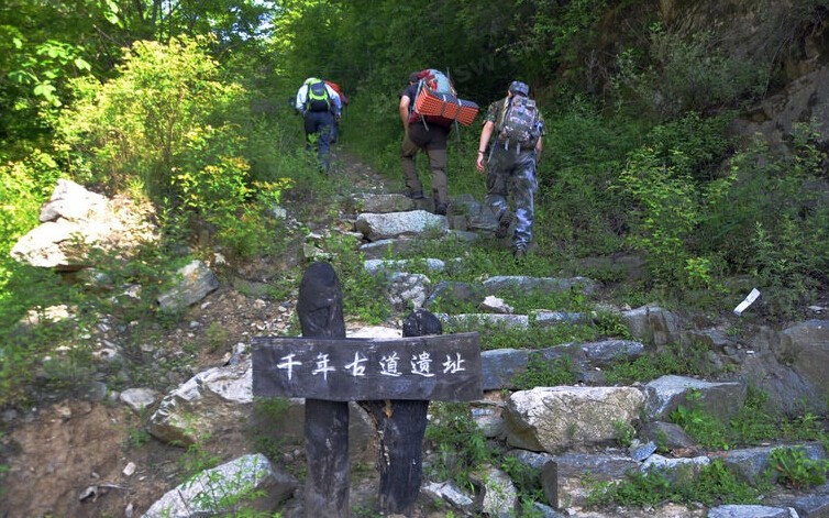 登山巅,看杜鹃,卧草甸,吃野餐,赏秦岭春色不凡!