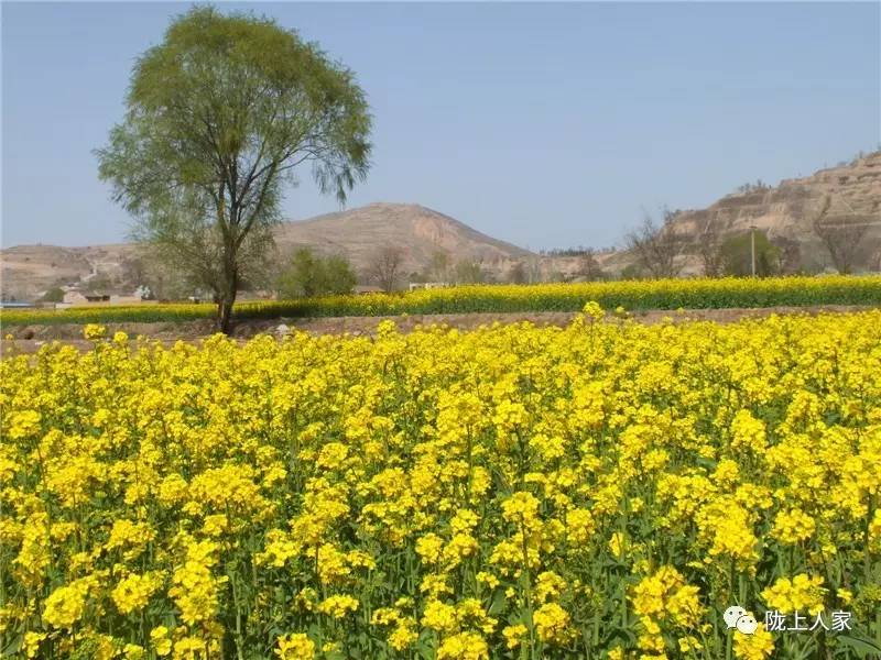 田园如画:陇西金家门的油菜花开了