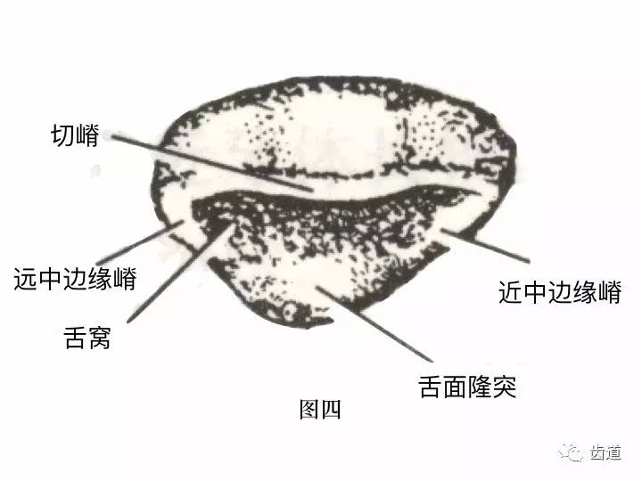 一颗牙的解剖91上颌中切牙解剖形态特征