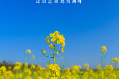 鴜鹭湖油菜花海,醉美五月盛开