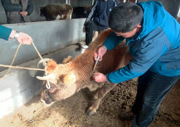 养牛场肉牛异食癖防治6条技术措施