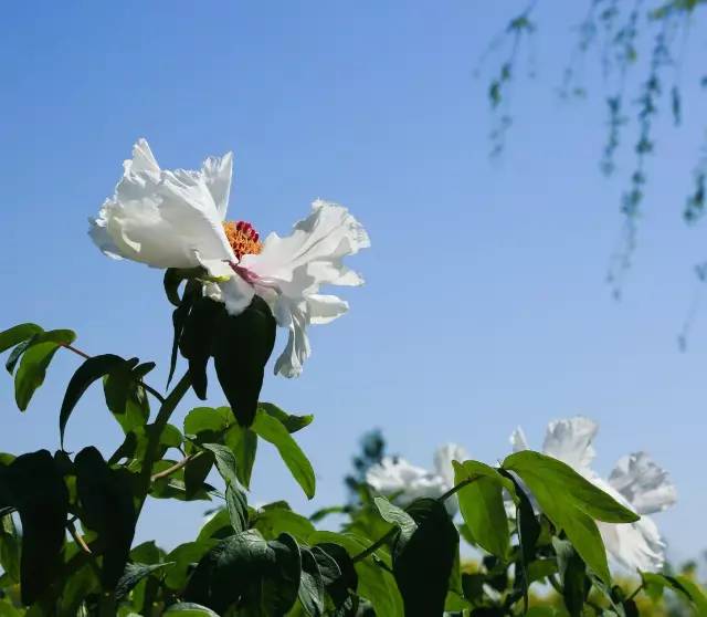 牡丹节人口_洛阳牡丹节图片(3)