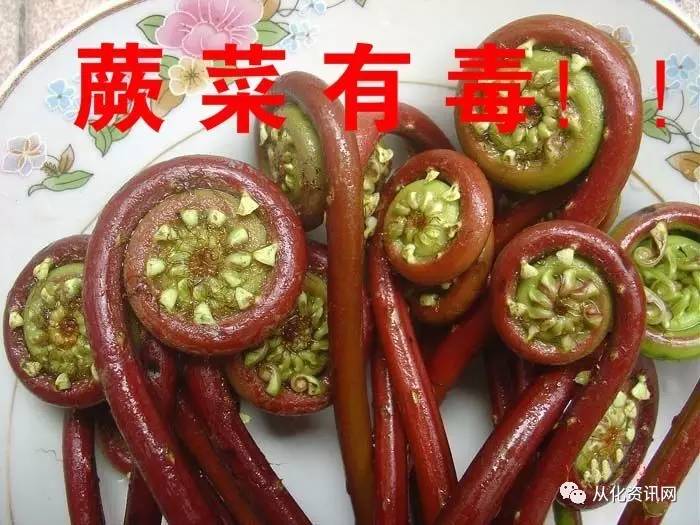 蕨菜也有毒?从化这家人误吃蕨菜,成家人呕吐不止!