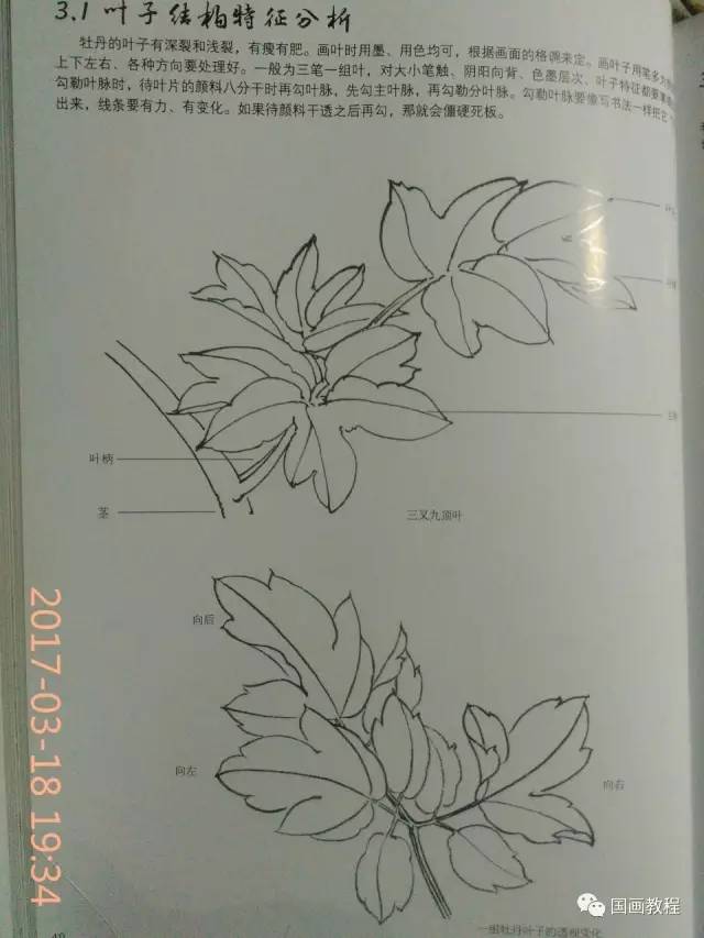 【国画教程】牡丹的步骤画法(2)