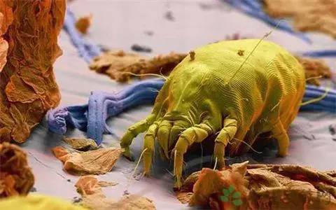 螨虫对人体有哪些危害?显微镜下的螨虫在吞噬
