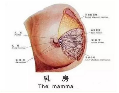 乳腺增生,因什么而生!