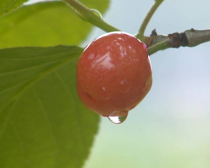 今年的樱桃质量上乘,一颗颗樱珠圆玉润,色泽