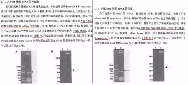 中国人口造假_中国人口分布图(2)