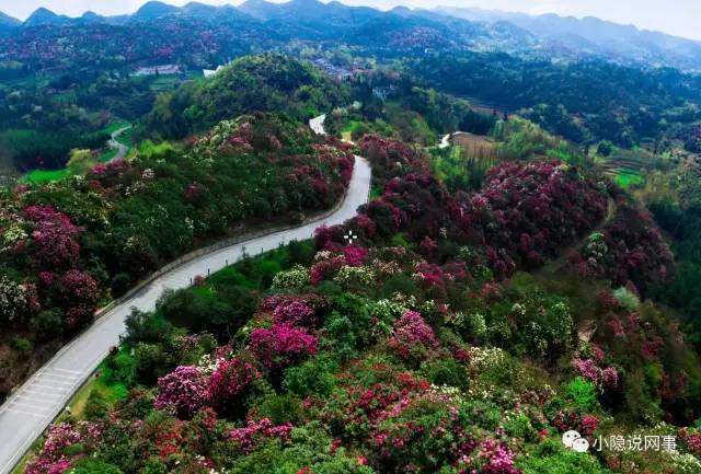 好消息百里杜鹃普底景区免费啦快约着朋友们一起去吧