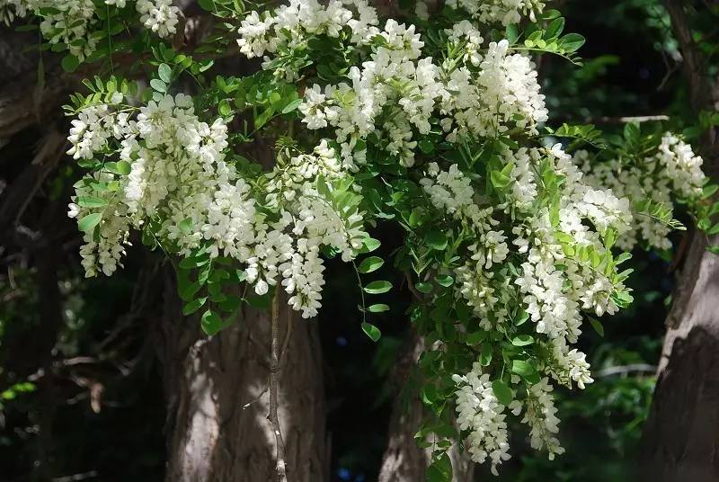 4月29日禹州鸠山镇首届槐花节开幕吃槐花赏美景还送大红包