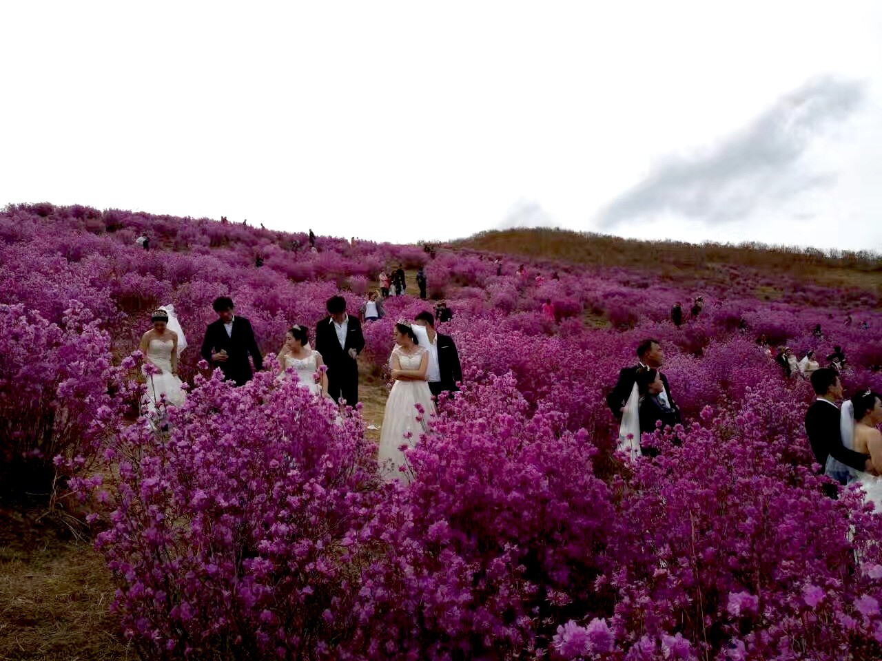 扎兰屯杜鹃坡迎来赏花小高峰!附赠赏花小建议!