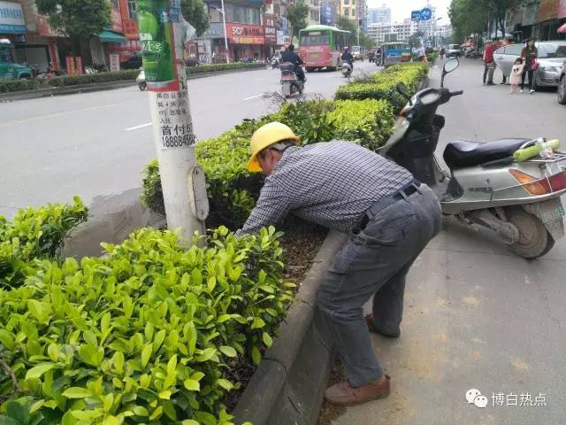 博白县城人口_博白县锻炼休闲新景点三棵树(2)