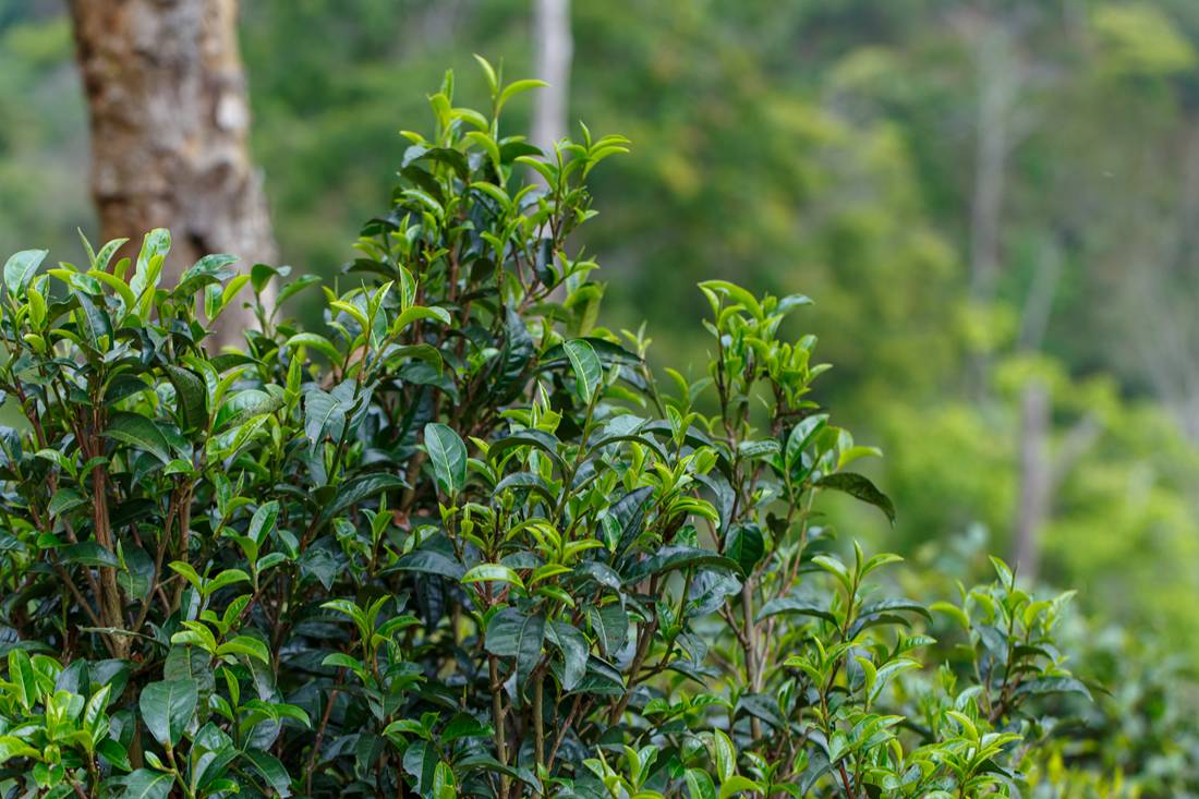 茶事|背下这不同风味特色后,才知道普洱茶应该这么玩