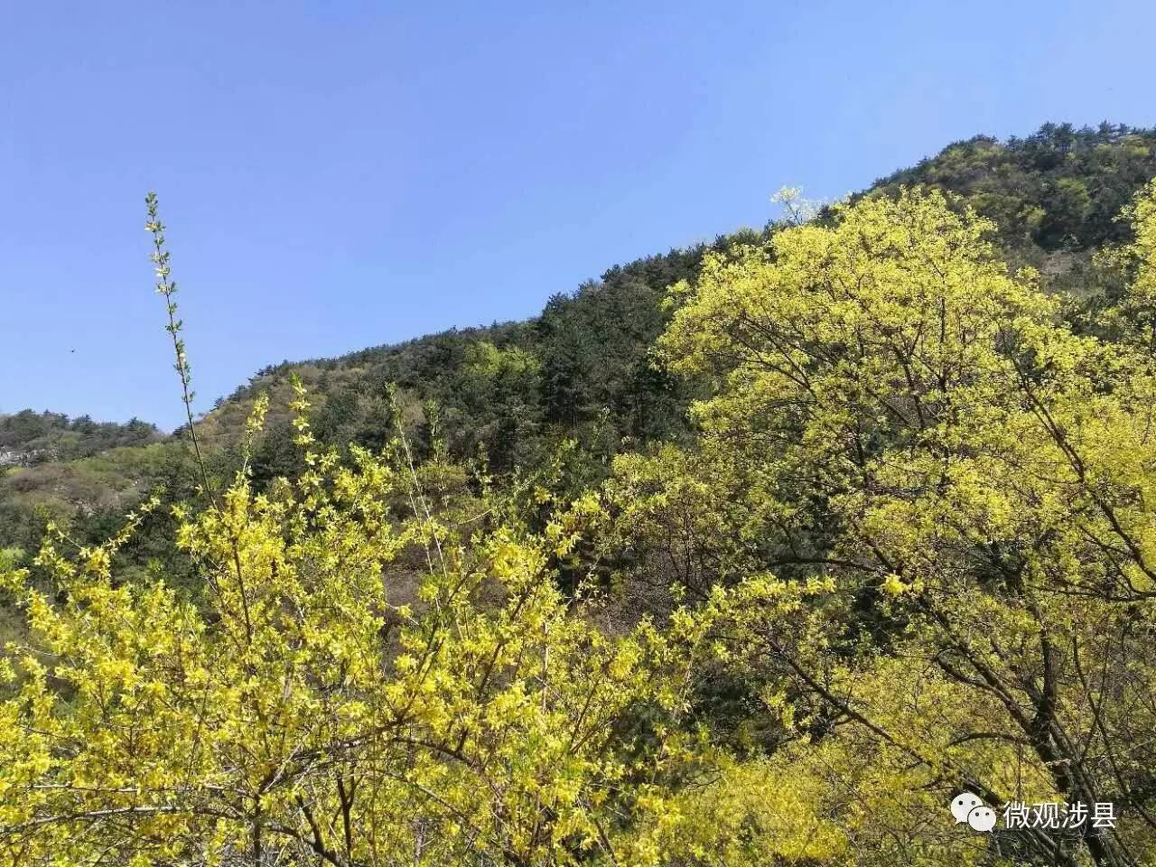 涉县美固新镇黄花山静静地独享一座山