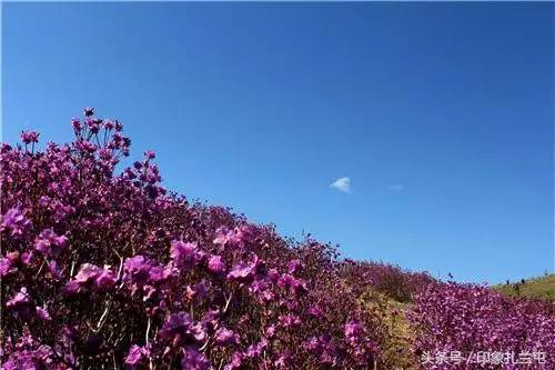 扎兰屯杜鹃花海将迎来最佳赏花期!