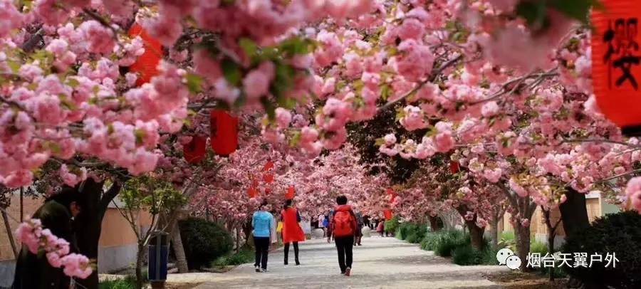 4月27日周四,4月29日,5月1日 莱阳濯村樱花小镇 赏樱花,品美食 摄影