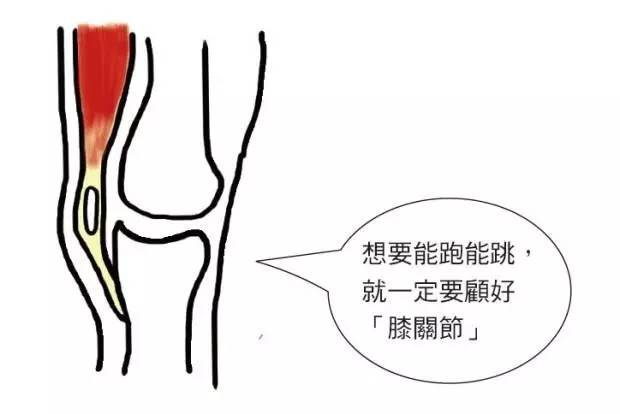 例如:股四头肌就是膝关节最重要的肌群之一,帮助膝盖做伸直的动