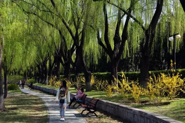 北京杨柳絮满天飞,城市里为何偏要种杨柳树?背