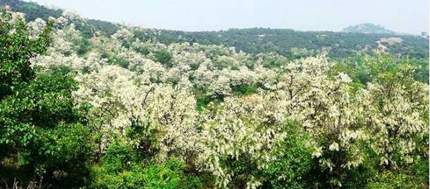 这里每年5月10号前后还有槐花节哦