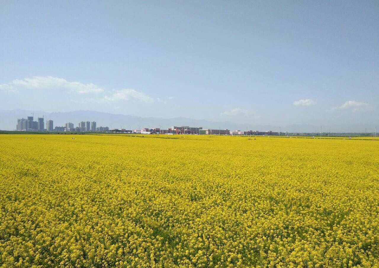 陕西宝鸡竟藏千亩油菜花海景色迷人还不用人挤人