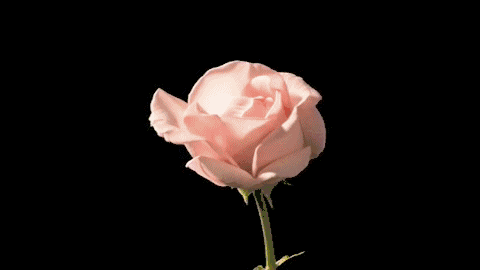湿地玫瑰之约——人与花约,花与人约,她与他约,有情之