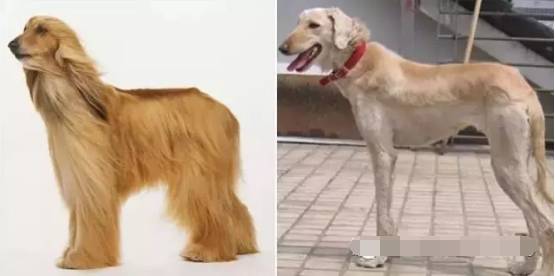 5,阿富汗猎犬