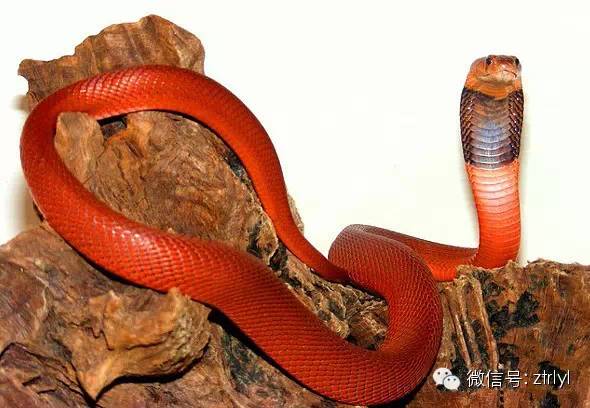 【rlyl物种说】今日--红射毒眼镜蛇 (red spitting cobra)