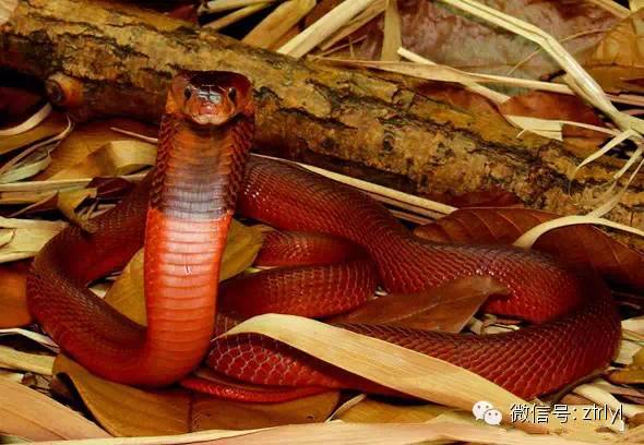 rlyl物种说今日红射毒眼镜蛇redspittingcobra