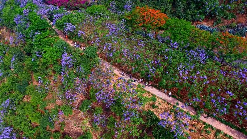 大量外来人口对攀枝花杨花_攀枝花花图片