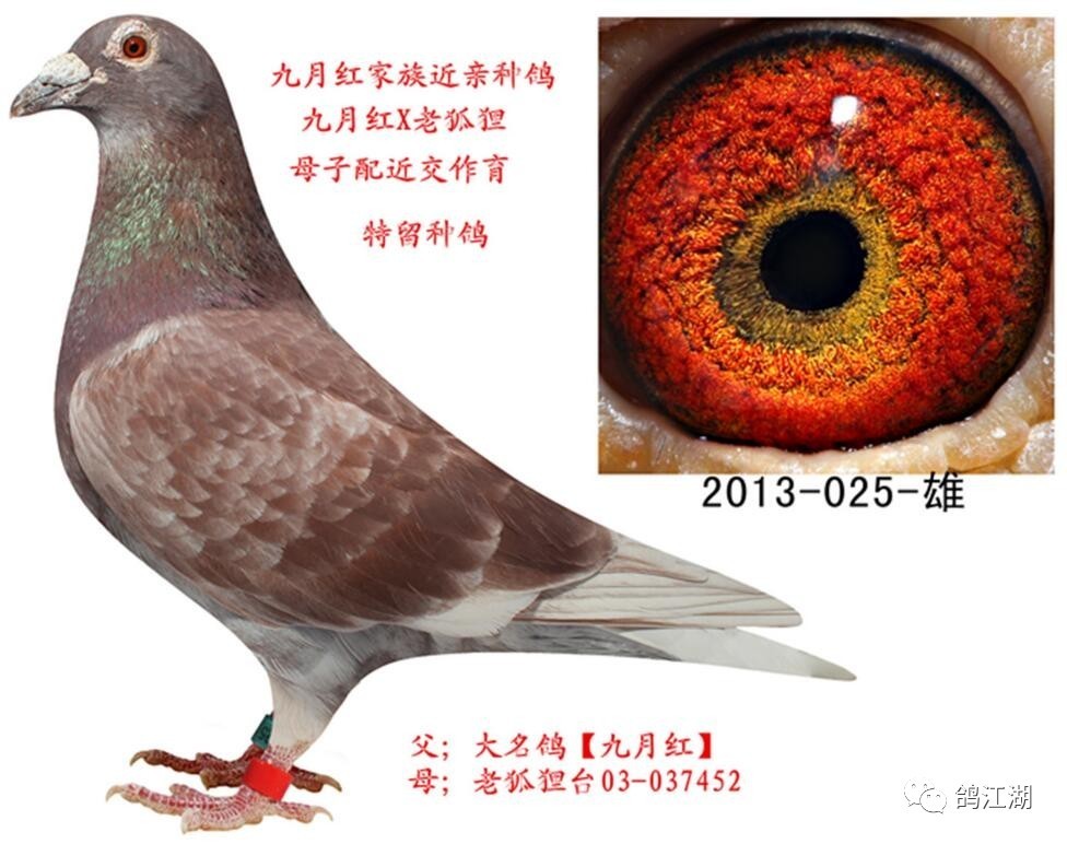 【经验派】红绛鸽与红雨点在育种中到底改善了什么?_搜狐宠物_搜狐网