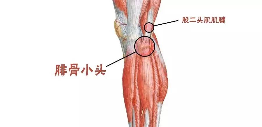 首先是股二头肌附着点与股二头肌腱的炎症,其附着点在左腿腓骨小头